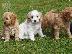 PoulaTo: Cocker Spaniel προς πώληση